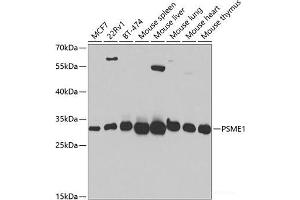 Western blot analysis of extracts of various cell lines using PSME1 Polyclonal Antibody at dilution of 1:1000. (PSME1 Antikörper)