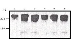 Western Blotting (WB) image for anti-Myc Proto-Oncogene protein (MYC) (AA 410-419) antibody (ABIN1105582) (c-MYC Antikörper  (AA 410-419))