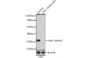 Western blot analysis of extracts from normal (control) and HuR / ELAVL1 knockout (KO) 293T cells using HuR / ELAVL1 Polyclonal Antibody at dilution of 1:1000. (ELAVL1 Antikörper)