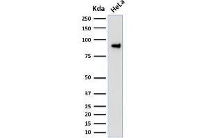 Western Blot Analysis of human HeLa cell lysate using TLE1 Mouse Monoclonal Antibody (TLE1/2051).