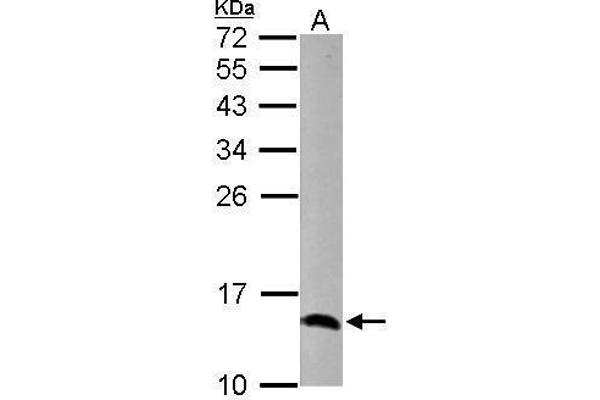 COX5A antibody  (Center)
