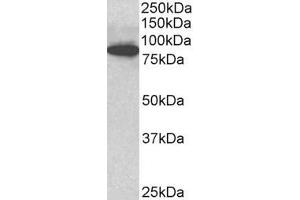 ABIN768579 (3µg/ml) staining of C57/B6 mouse CTL lysate (35µg protein in RIPA buffer). (ODF2 Antikörper  (Internal Region))
