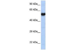 CHRNG antibody (70R-10544) used at 2. (CHRNG Antikörper  (N-Term))