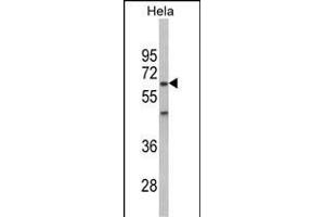 Western blot analysis of PK2 Antibody (Center) (ABIN6243027 and ABIN6578992) in Hela cell line lysates (35 μg/lane). (PRKAA2 Antikörper  (AA 265-294))