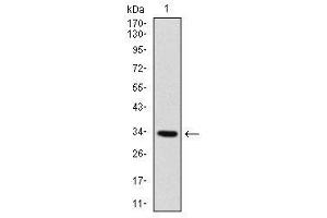 Image no. 2 for anti-Myogenic Factor 6 (MYF6) antibody (ABIN1491689) (MYF6 Antikörper)