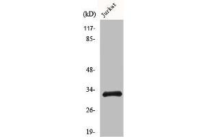 Western Blot analysis of COLO205 cells using HEI10 Polyclonal Antibody (CCNB1IP1 Antikörper  (C-Term))