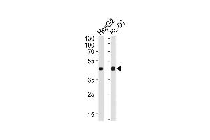 Western blot analysis of lysates from HepG2, HL-60 cell line (from left to right), using Beta-actin Antibody (ABIN387755 and ABIN2838006). (beta Actin Antikörper)