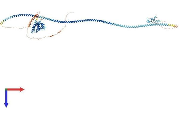 RUFY1 Protein (AA 1-708) (His tag)