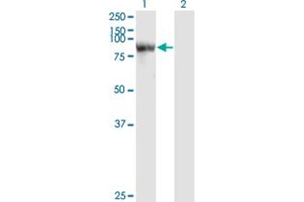 STAT4 Antikörper  (AA 1-748)