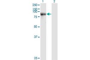 Western Blot analysis of STAT4 expression in transfected 293T cell line by STAT4 monoclonal antibody (M01), clone 1C2-1C12. (STAT4 Antikörper  (AA 1-748))