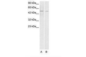 Image no. 1 for anti-ERG, ETS transcription factor (ERG) (AA 228-277) antibody (ABIN203153) (ERG Antikörper  (AA 228-277))