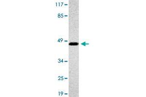 Western blot analysis of A-549 cell lysate with OR4A16 polyclonal antibody . (OR4A16 Antikörper)