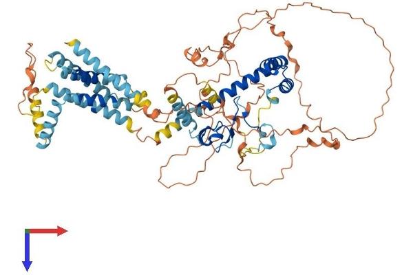 TMEM201 Protein (AA 1-664) (His tag)