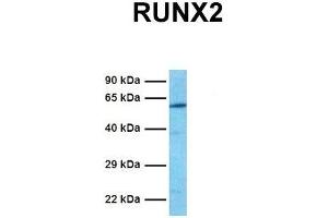 Host:  Rabbit  Target Name:  RUNX2  Sample Tissue:  Human Jurkat  Antibody Dilution:  1. (RUNX2 Antikörper  (Middle Region))