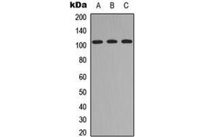 Western blot analysis of ITIH4 70k expression in HEK293T (A), Raw264. (ITIH4 70k (Center) Antikörper)