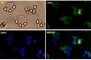 Image no. 4 for anti-Claudin 1 (CLDN1) (AA 1-211) antibody (ABIN522518)