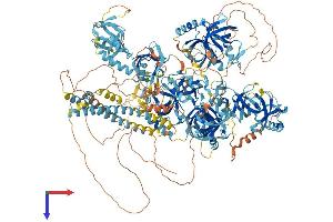 RNF17 Protein (AA 1-1640) (His tag)