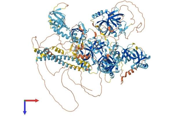RNF17 Protein (AA 1-1640) (His tag)