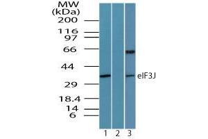 Image no. 1 for anti-Eukaryotic Translation Initiation Factor 3 Subunit J (EIF3S1) (AA 230-280) antibody (ABIN960155) (EIF3S1 Antikörper  (AA 230-280))