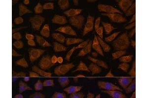 Immunofluorescence analysis of L929 cells using RABIF Polyclonal Antibody at dilution of 1:100 (40x lens). (RABIF Antikörper)