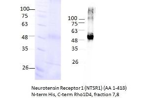 Image no. 3 for Neurotensin Receptor 1 (High Affinity) (NTSR1) (AA 1-418) protein (rho-1D4 tag,His tag) (ABIN3084600) (NTSR1 Protein (AA 1-418) (rho-1D4 tag,His tag))