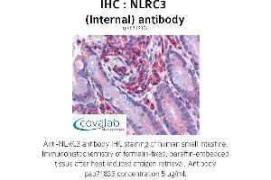Image no. 1 for anti-NLR Family, CARD Domain Containing 3 (NLRC3) (Internal Region) antibody (ABIN1737382) (NLRC3 Antikörper  (Internal Region))