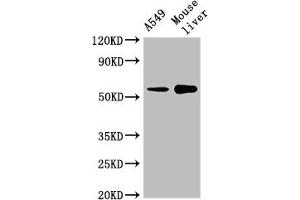 Western Blot Positive WB detected in: A549 whole cell lysate, Mouse liver tissue All lanes: CYP2A13 antibody at 1:2000 Secondary Goat polyclonal to rabbit IgG at 1/50000 dilution Predicted band size: 57 kDa Observed band size: 57 kDa (CYP2A13 Antikörper  (AA 252-354))