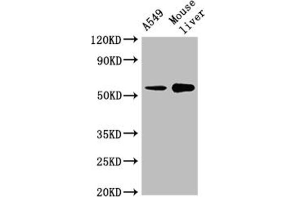 CYP2A13 antibody  (AA 252-354)