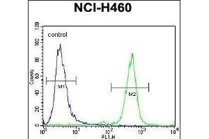 PURB Antibody (C-term)  flow cytometric analysis of NCI- cells (right histogram) compared to a negative control cell (left histogram). (PURB Antikörper  (C-Term))