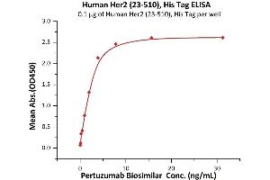 Immobilized Human Her2 (23-510), His Tag (ABIN6973091) at 1 μg/mL (100 μL/well) can bind Pertuzumab Biosimilar with a linear range of 0. (ErbB2/Her2 Protein (AA 23-510) (His tag))