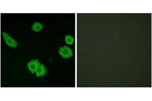 Immunofluorescence analysis of HuvEc cells, using BAI3 Antibody. (BAI3 Antikörper  (AA 211-260))