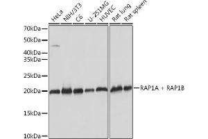 Western blot analysis of extracts of various cell lines, using RA + RB Rabbit mAb (ABIN7269853) at 1:1000 dilution. (RAP1A + RAP1B Antikörper)