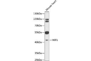 Western blot analysis of extracts of mouse heart, using WIF1 antibody (ABIN6128926, ABIN6150217, ABIN6150219 and ABIN6216799) at 1:1000 dilution.