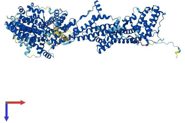CYFIP1 Protein (AA 1-1253) (His tag)