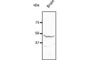 Western Blotting (WB) image for anti-Neuropeptide Y Receptor Y1 (NPY1R) (C-Term) antibody (ABIN7272973) (NPY1R Antikörper  (C-Term))