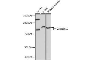 Western blot analysis of extracts of various cell lines, using Calpain 1 Rabbit mAb (ABIN7266033) at 1:1000 dilution. (CAPNL1 Antikörper)