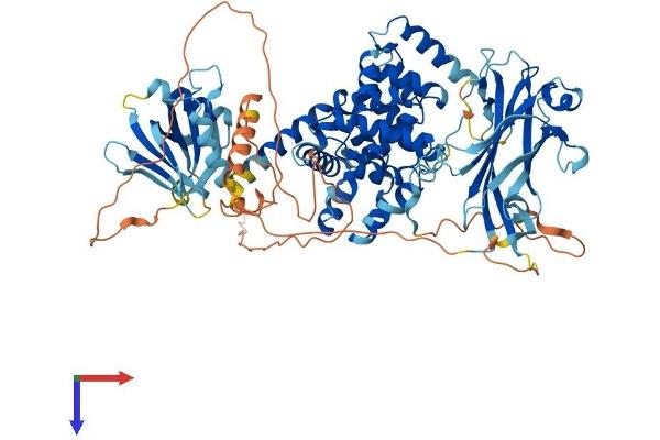 RABGAP1L Protein (AA 1-815) (His tag)