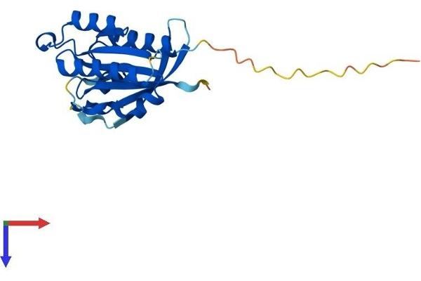 NKIRAS1 Protein (AA 1-192) (His tag)