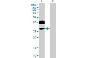 Western Blot analysis of OVOL2 expression in transfected 293T cell line by OVOL2 MaxPab polyclonal antibody. (OVOL2 Antikörper  (AA 1-275))