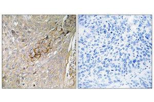Immunohistochemistry (IHC) image for anti-Taurine Transporter (TAUT) (C-Term) antibody (ABIN1852168) (TAUT Antikörper  (C-Term))