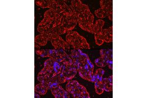 Immunofluorescence analysis of human placenta cells using PROK1 Rabbit mAb (ABIN7269546) at dilution of 1:100 (40x lens). (Prokineticin 1 Antikörper)
