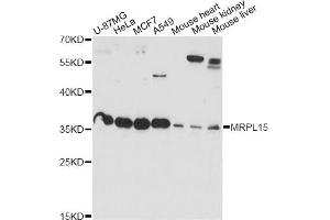 Western blot analysis of extracts of various cell lines, using MRPL15 antibody (ABIN6290631) at 1:1000 dilution. (MRPL15 Antikörper)