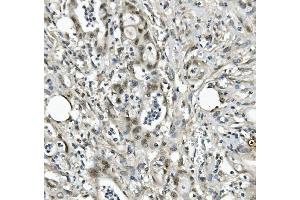 IHC analysis of EAPP using anti-EAPP antibody (ABIN7599214). (EAPP Antikörper  (AA 1-285))