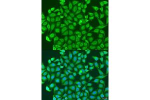Immunofluorescence analysis of U2OS cells using PCDH antibody (ABIN6128584, ABIN6145301, ABIN6145302 and ABIN6220787) at dilution of 1:100. (PCDHA6 Antikörper  (AA 1-230))
