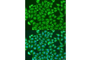 Immunofluorescence analysis of U2OS cells using PCDH antibody (ABIN6128584, ABIN6145301, ABIN6145302 and ABIN6220787) at dilution of 1:100. (PCDHA6 Antikörper  (AA 1-230))