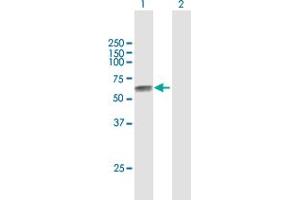 Western Blot analysis of TPBG expression in transfected 293T cell line by TPBG MaxPab polyclonal antibody.