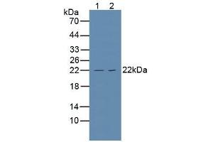 Western blot analysis of (1) Human HeLa cells and (2) Human Jurkat Cells. (TNFRSF1A Antikörper  (AA 248-428))