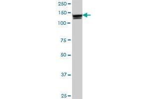 ANPEP MaxPab polyclonal antibody. (CD13 Antikörper  (AA 1-967))