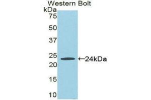 Western Blotting (WB) image for anti-Fas (TNFRSF6)-Associated Via Death Domain (FADD) (AA 7-178) antibody (ABIN1858788) (FADD Antikörper  (AA 7-178))