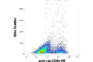 Flow cytometry surface staining pattern of rat splenocyte suspension stained using anti-rat CD8b (341) PE antibody (concentration in sample 3 μg/mL).